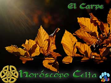 horoscopo celta - Carpe