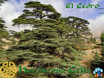 horoscopo celta - Cedro