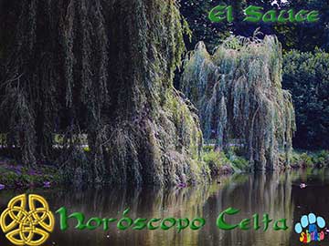 horoscopo celta - Sauce