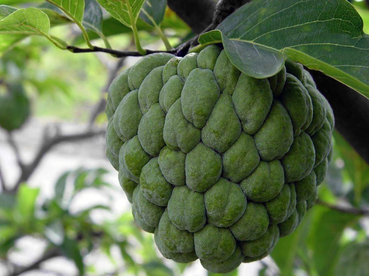 Usos Medicinales del Anón Salud y Homeopatía