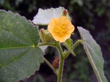 Malva Bruja (Sida glutinosa)