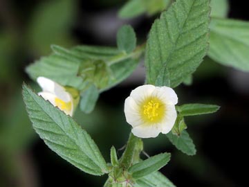 Malva Prieta (Sida Rhombifolia)