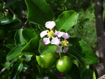 Acerola