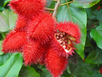 Achiote