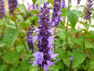 Agastache