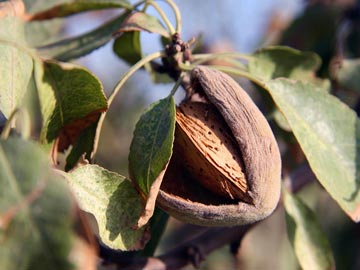 Almendro