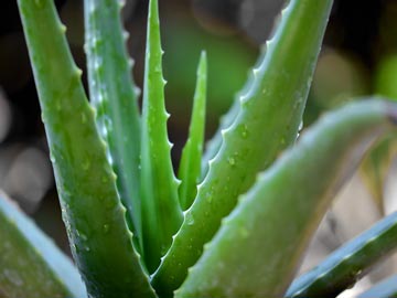 Aloe Vera