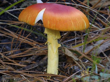 Amanita