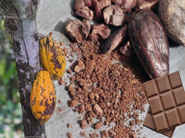 Cacao