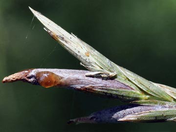 Cornezuelo Del Centeno