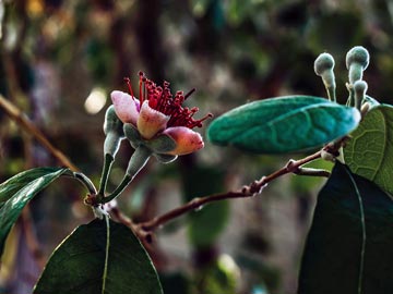 Feijoa