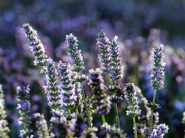 Lavanda