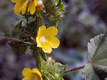 Malachra Alceifolia (Malva Mulata)