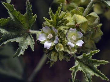 Malva Chica (Malva parviflora)