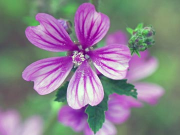 Malva Sylvestris