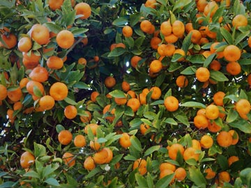 Mandarina