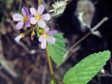 Malva de Caballo (Melochia pyramidata)