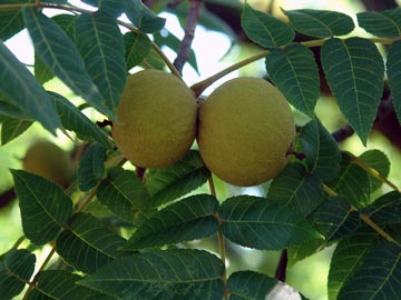 Nogal Negro Juglans nigra