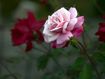 Rosa