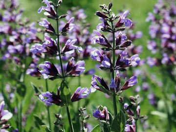 Salvia