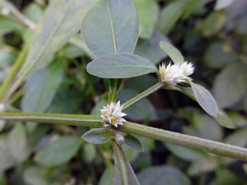 Sanguinaria