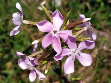 Saponaria