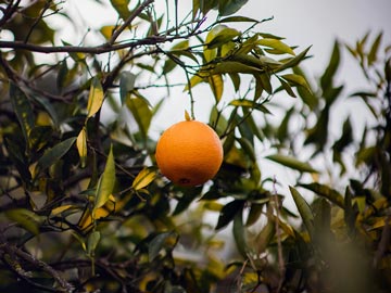 Pomelo