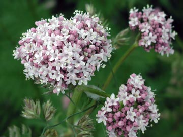 Valeriana