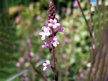 Verbena