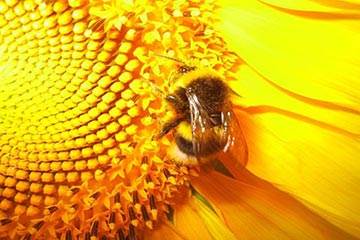 Soñar con Abejas