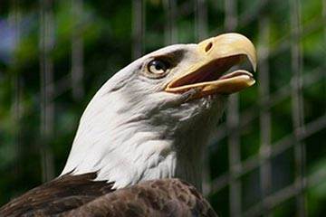 Soñar con Águila