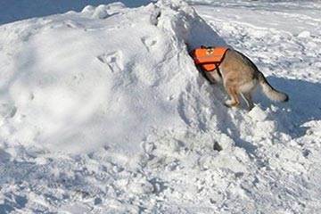 Soñar con Avalancha