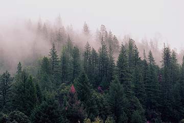 Soñar con Bosque