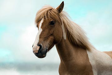 Soñar con Caballo