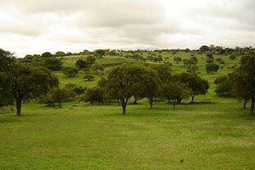 Soñar con Campo