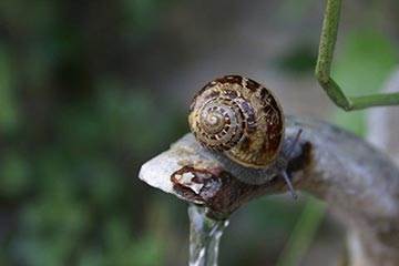 Soñar con Caracol