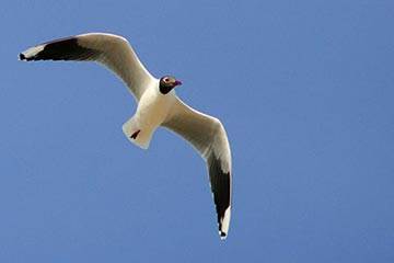 Soñar con Gaviota