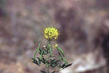 Soñar con Germinar