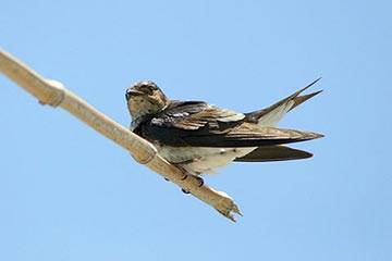 Soñar con Golondrina