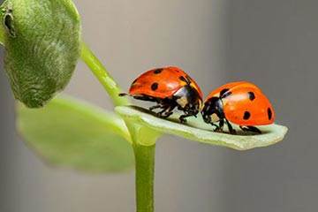 Soñar con Insectos