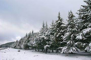 Soñar con Invierno