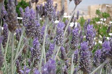 Soñar con Lavanda