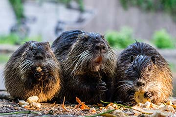 Soñar con Nutria