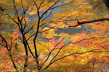 Soñar con Otoño