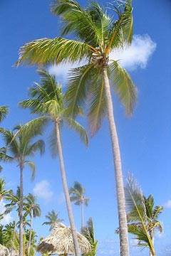 Soñar con Palmera