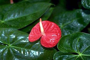 Soñar con Planta