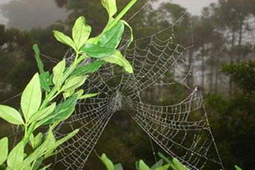 Soñar con Telaraña