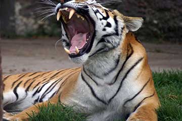 Soñar con Tigre