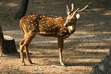 Soñar con Venado